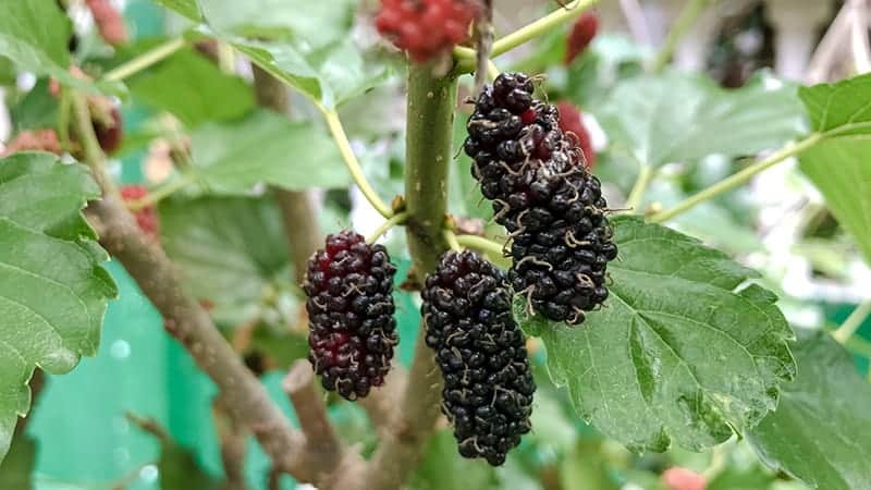 Mulberry