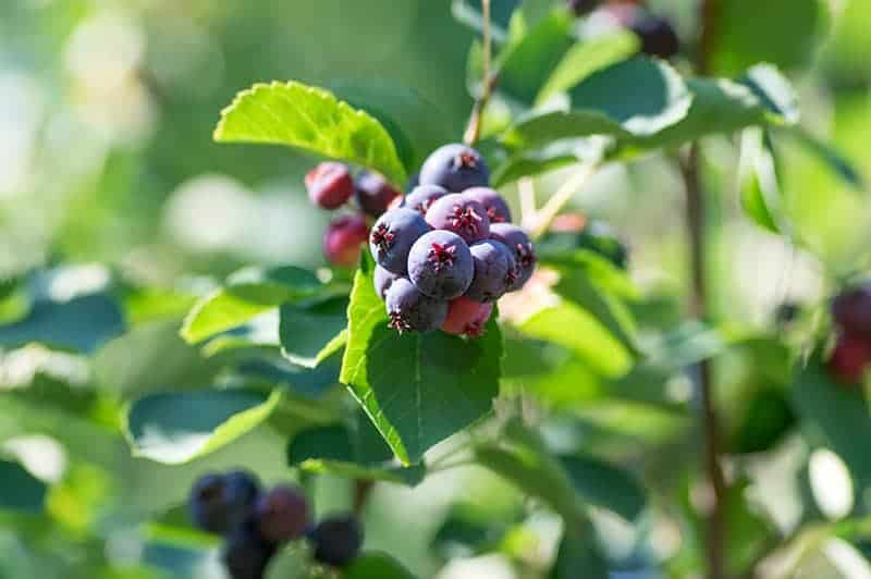 Serviceberry