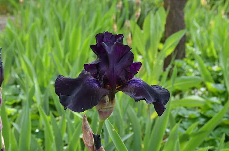 Black Bearded Iris