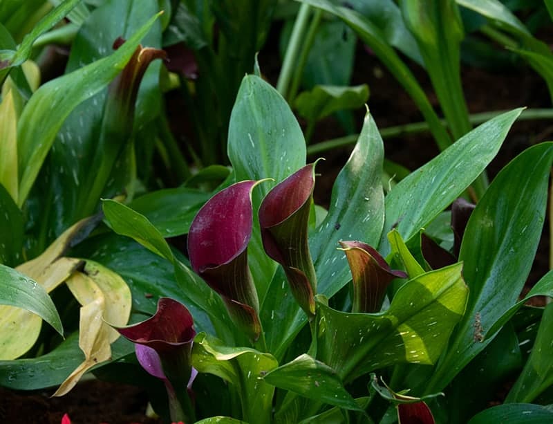 Black Calla Lily