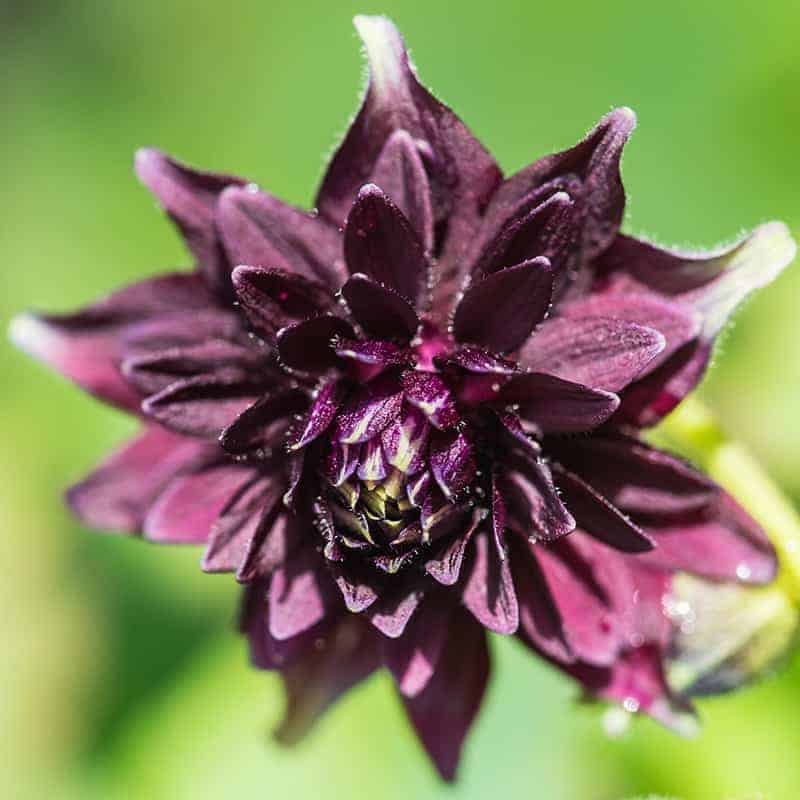 Black Columbine