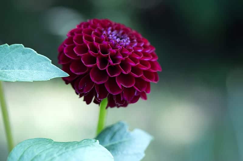 Black Dahlia