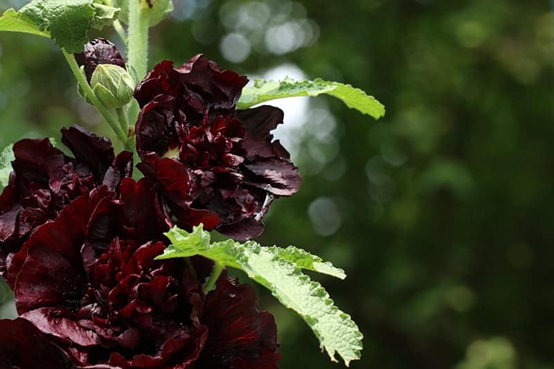 Black Hollyhock