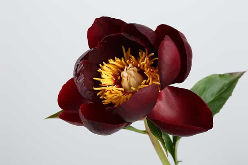 Black Peony