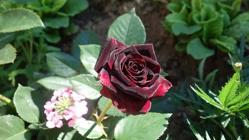 Black Rose