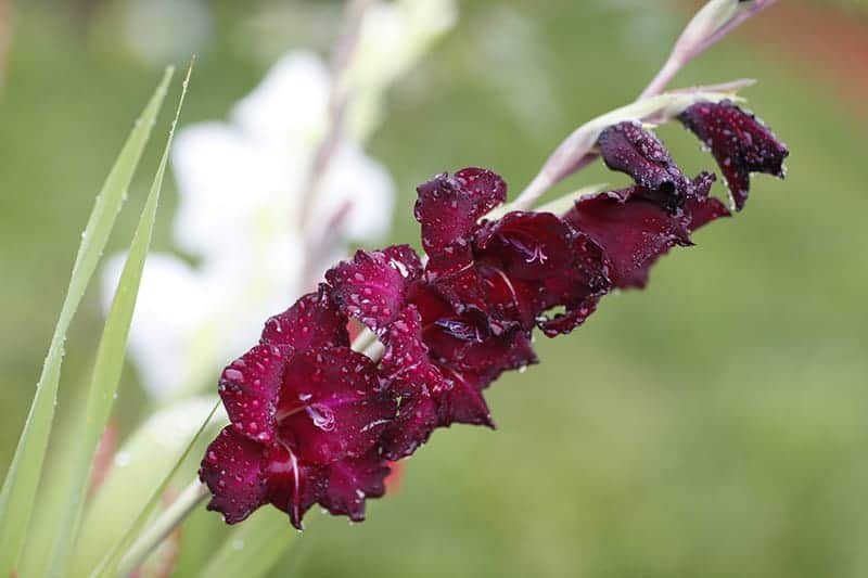 Black Sword Lily