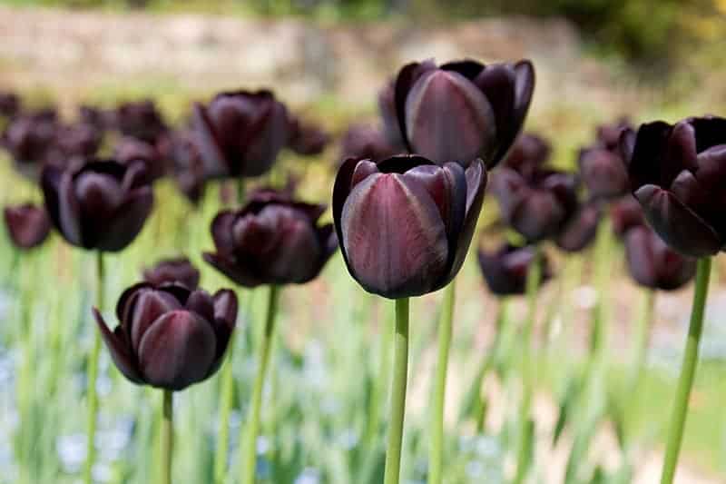 Black Tulip
