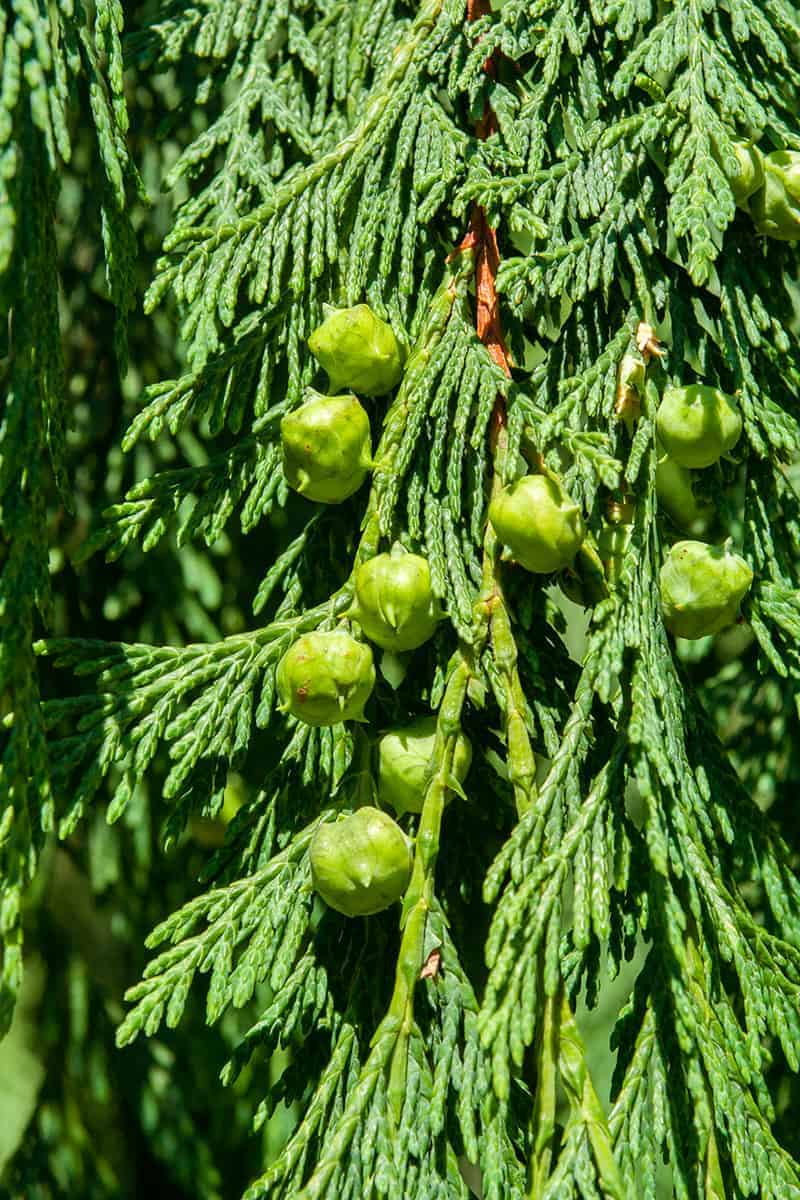 Alaskan Yellow Cedar (Cupressus nootkatensis)