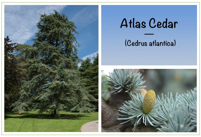 Atlas Cedar (Cedrus atlantica)