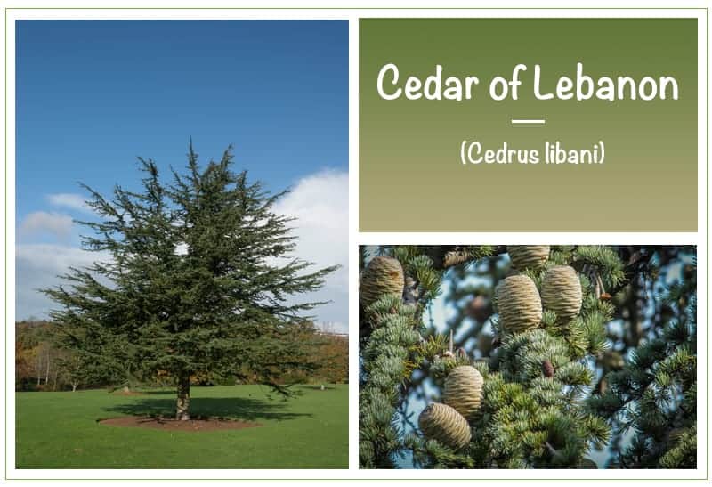 Cedar of Lebanon (Cedrus libani)