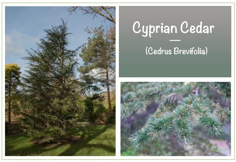 Cyprian Cedar (Cedrus Brevifolia)