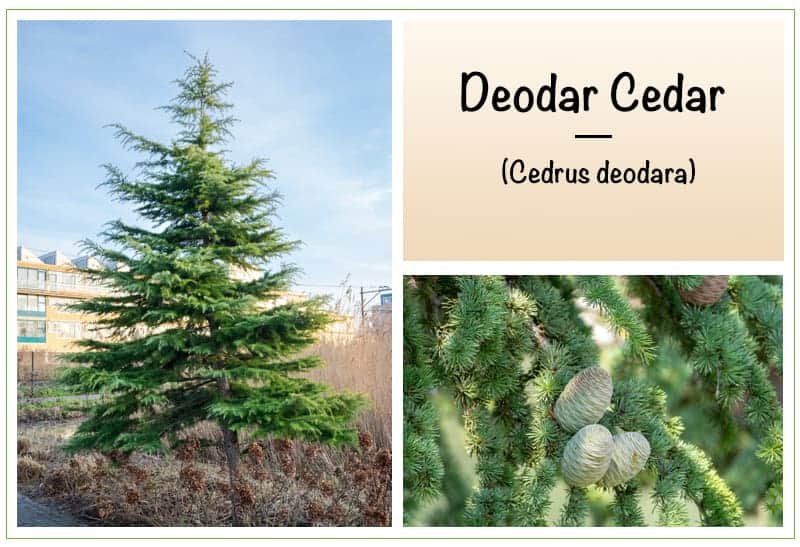 Deodar Cedar (Cedrus deodara)