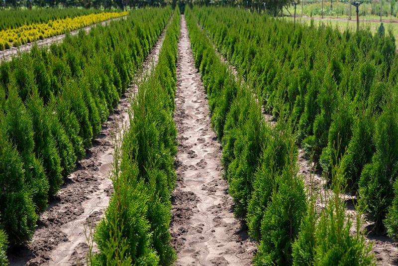 Northern White Cedar (Thuja occidentalis)