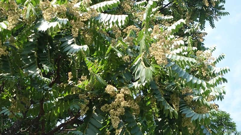 Spanish Cedar (Cedrela Odorata)