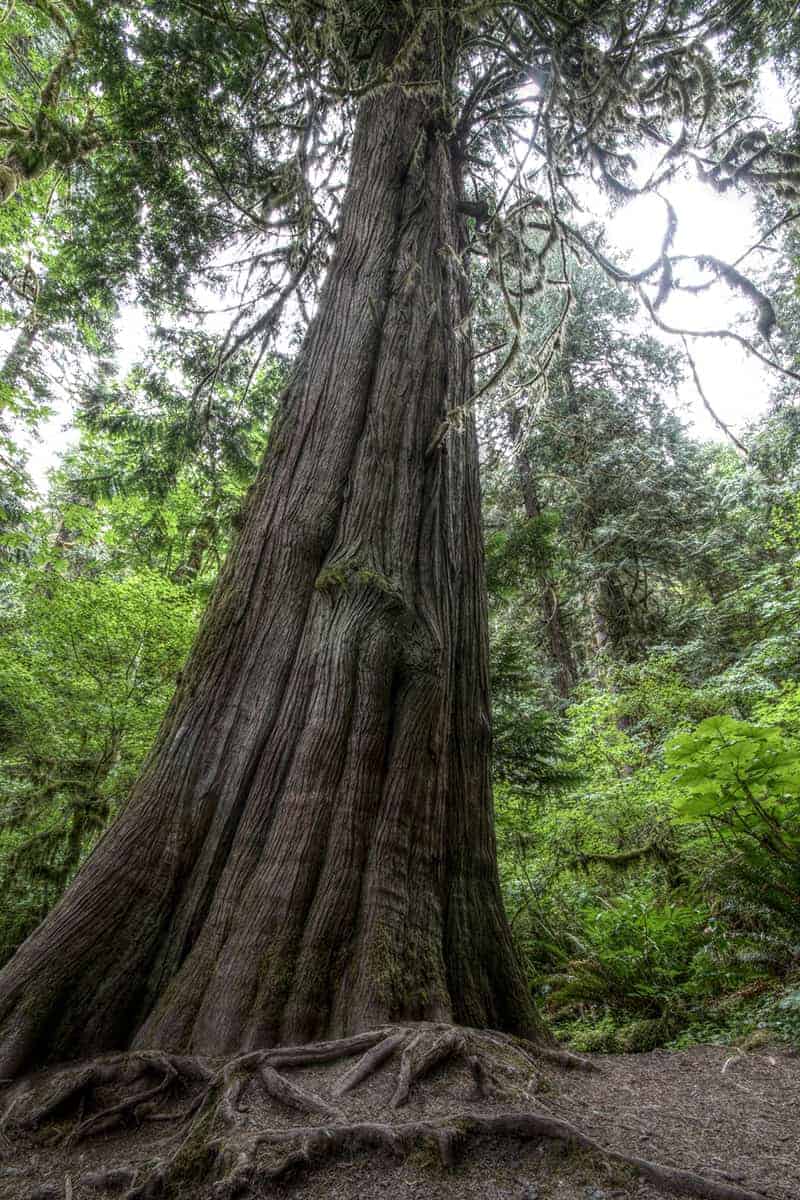 Western Red Cedar (Thuja plicata)