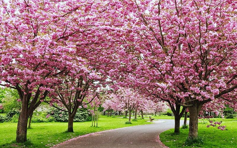 Japanese Cherry Tree / Sakura