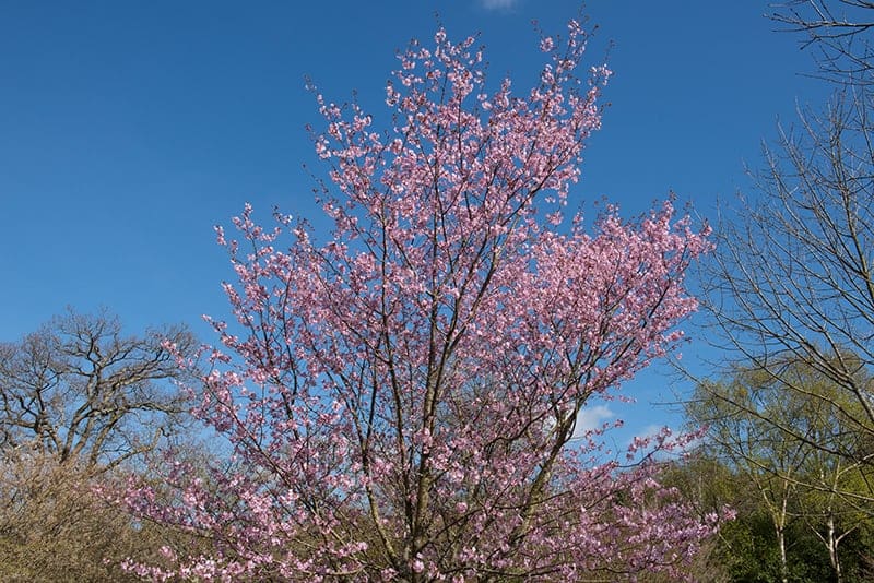 Sargent’s Cherry Tree