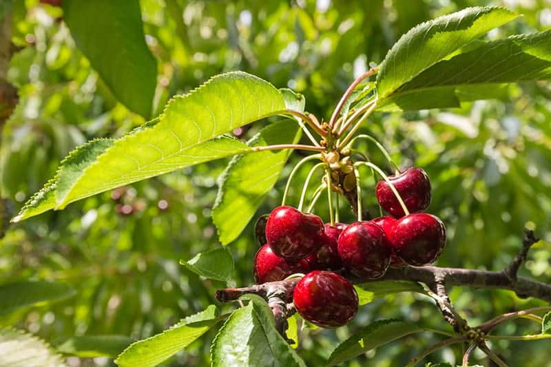 Sweet Cherry Tree