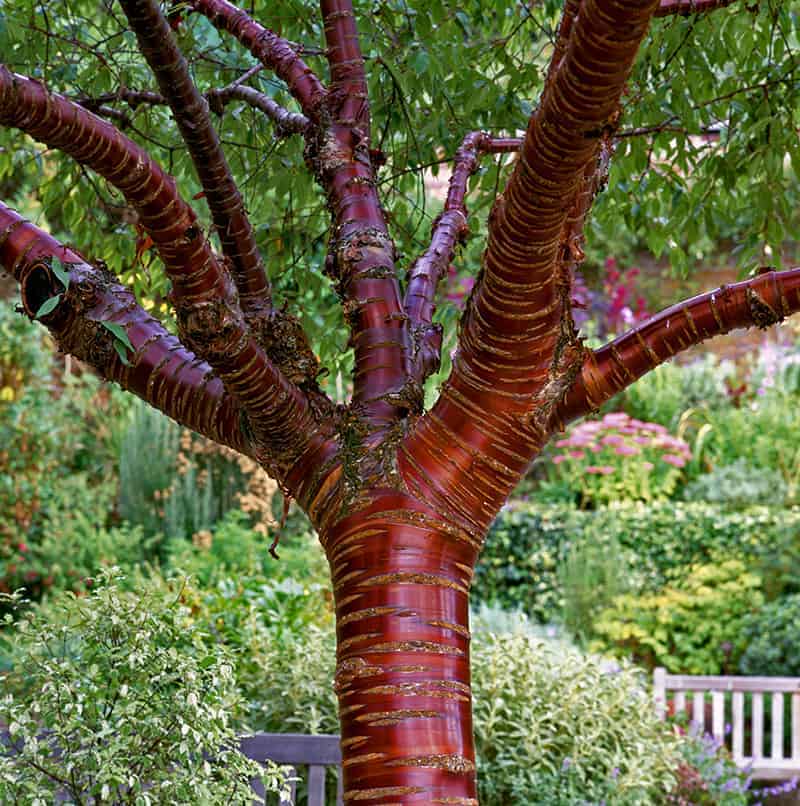 Tibetan Cherry