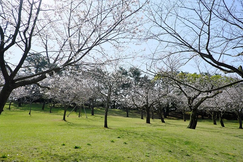 Yoshino Cherry Tree