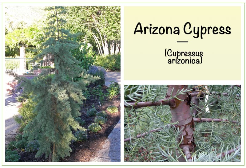 Arizona Cypress (Cupressus arizonica)