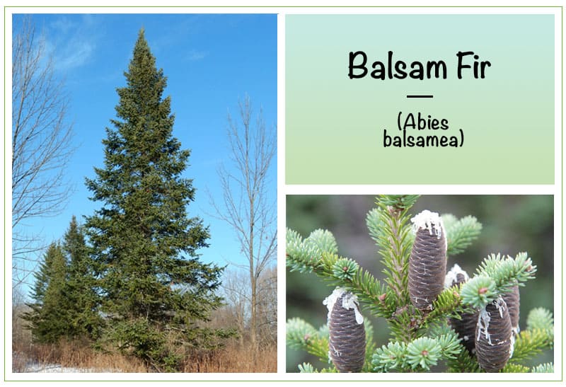 Balsam Fir (Abies balsamea)