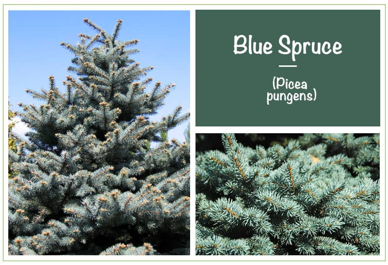 Blue Spruce (Picea pungens)