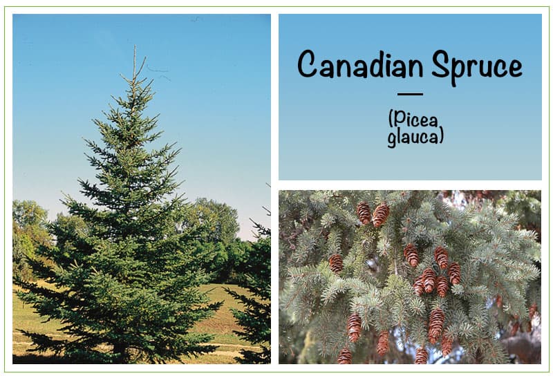 Canadian Spruce (Picea glauca)
