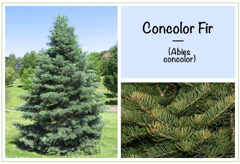 Concolor Fir (Abies concolor)