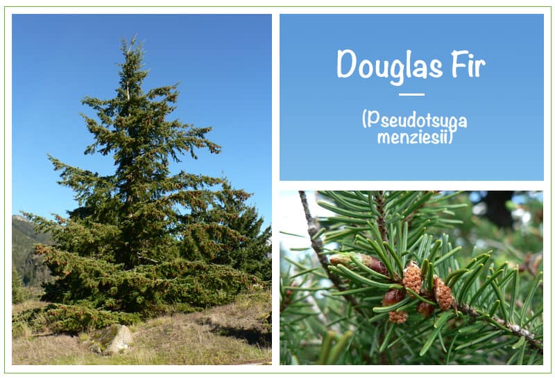 Douglas Fir (Pseudotsuga menziesii)