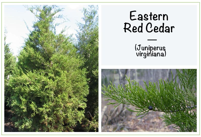 Eastern Red Cedar (Juniperus virginiana)