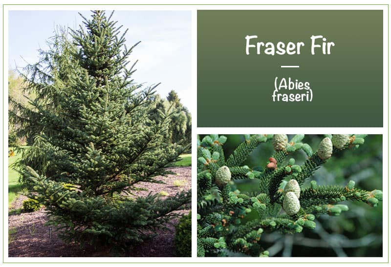 Fraser Fir (Abies fraseri)