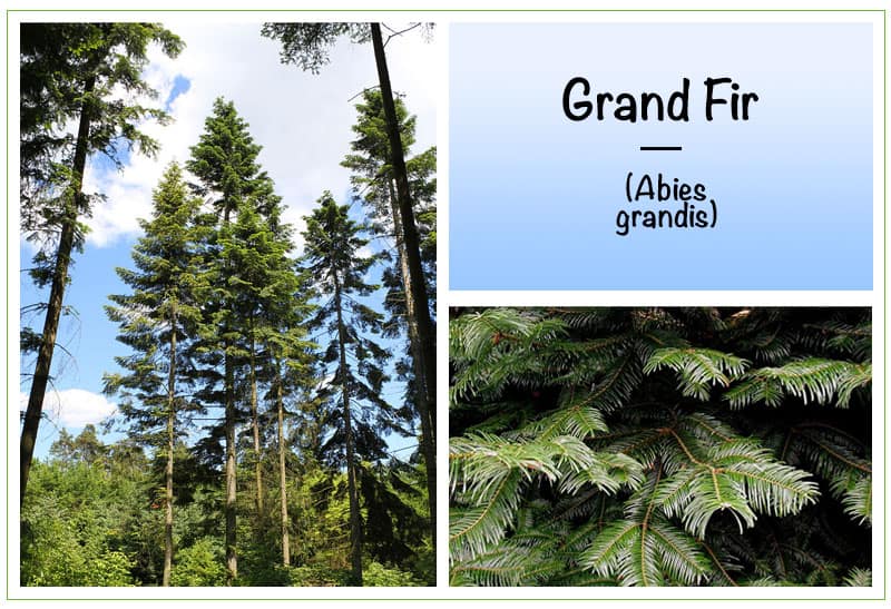 Grand Fir (Abies grandis)