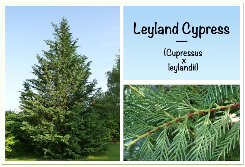 Leyland Cypress (Cupressus × leylandii)