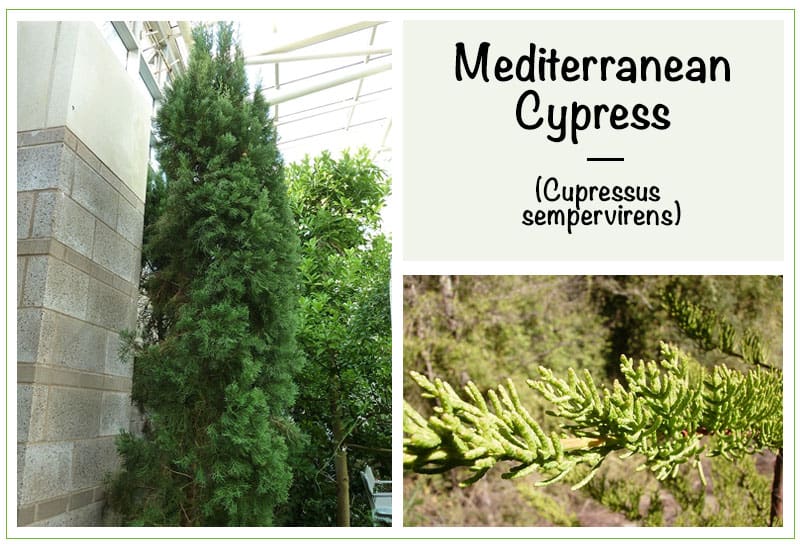 Mediterranean Cypress (Cupressus sempervirens)