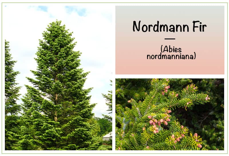 Nordmann Fir (Abies nordmanniana)
