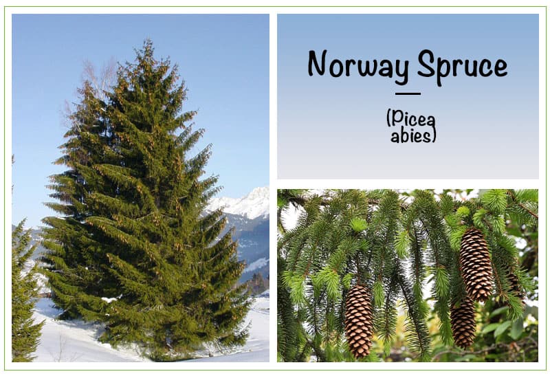 Norway Spruce (Picea abies)