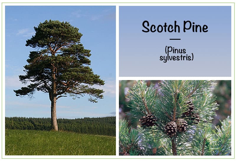 Scotch Pine (Pinus sylvestris)