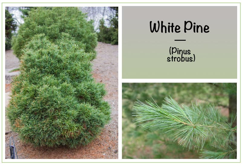 White Pine (Pinus strobus)