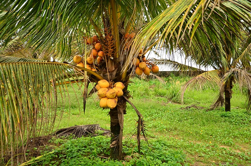 Real Palm Tree With Coconuts