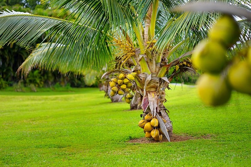 Coconut Palm Trees For Sale Trees coconut-palm-trees-for-sale-trees