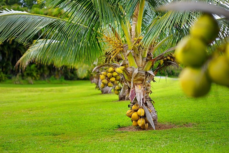 Coconut Palm Trees for Sale - Trees.com