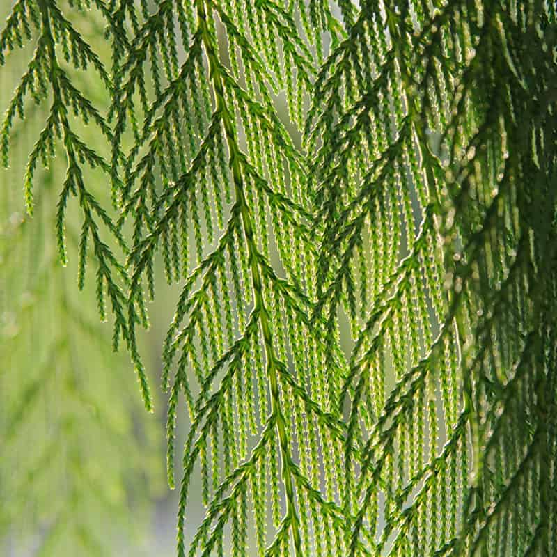 Chinese Weeping Cypress