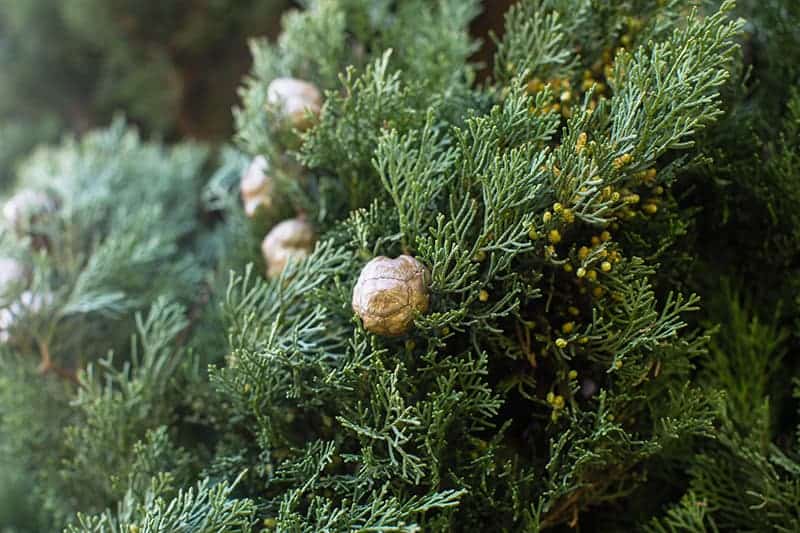 Italian Cypress