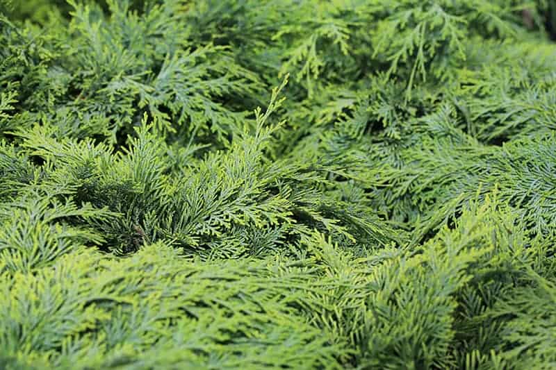 Lawson Cypress