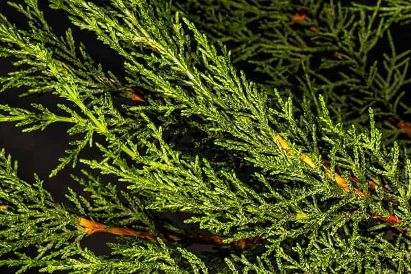 8 True False Types Of Cypress Trees With Pictures Trees Com 8 True False Types Of Cypress Trees With Pictures Trees Com