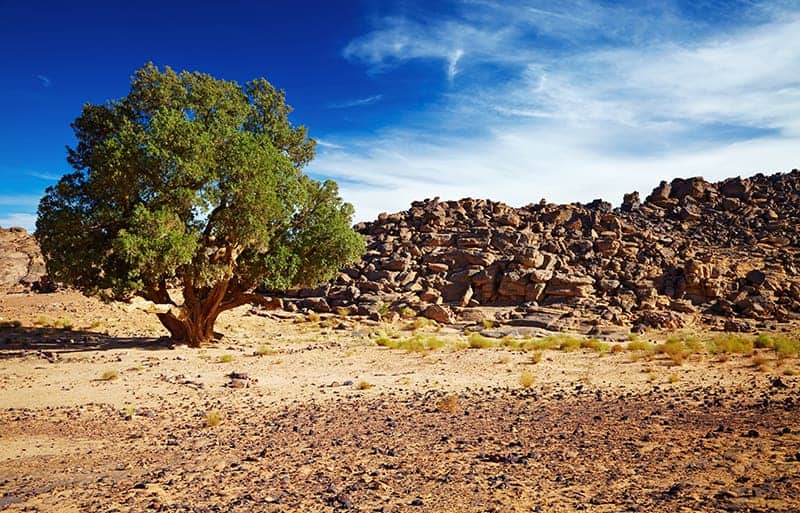 Saharan Cypress