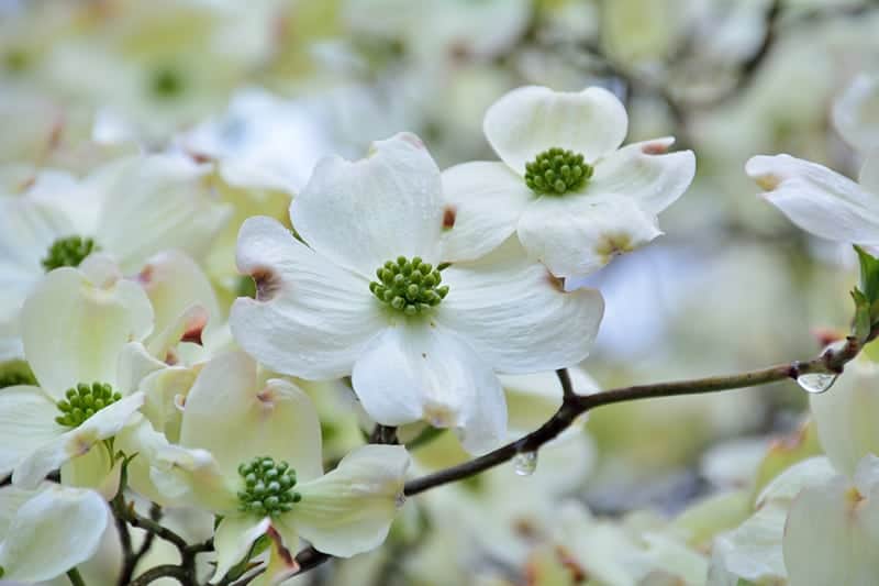 Flowering Dogwood