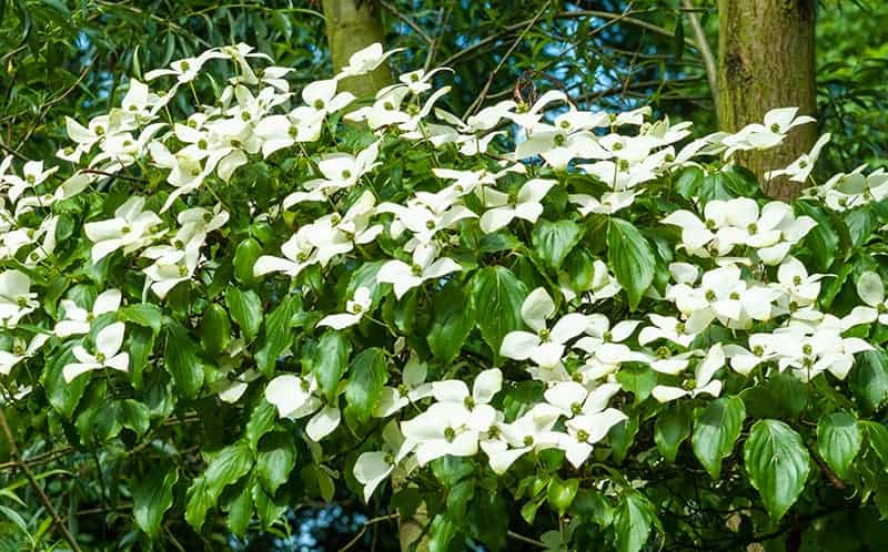 Kousa Dogwood