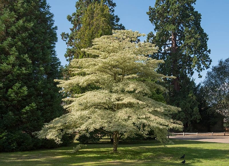 Wedding Cake Dogwood